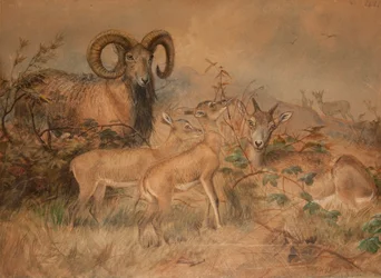 Vignes Wildschafe, 1858